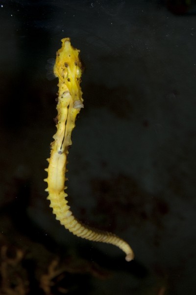 Longsnout Seahorse (Hippocampus reidi) in Aquarium
